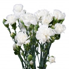 18  Carnations 